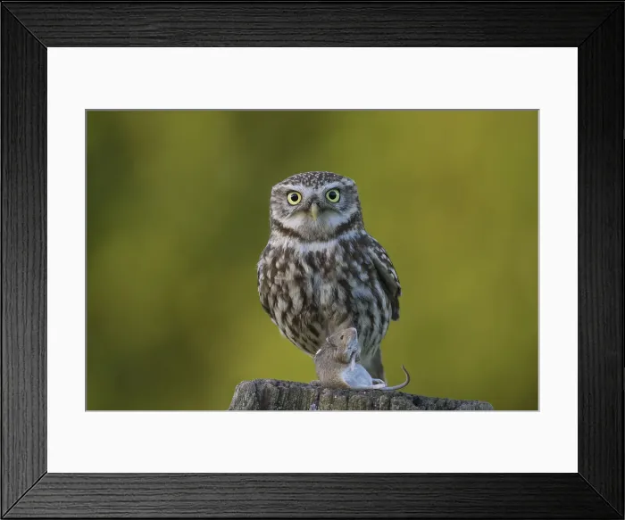 Framed Print : Picture No. 11992290 Framed Print : Picture No. 11992290