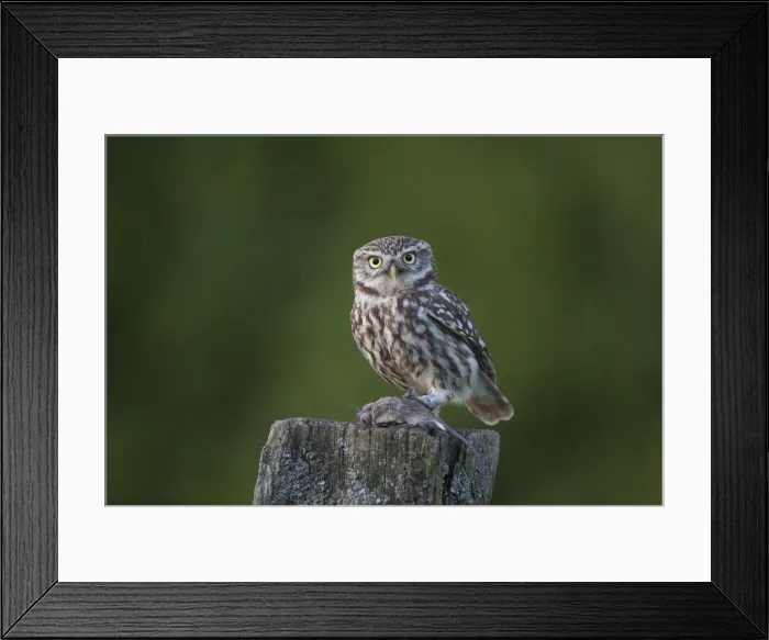 Framed Print : Picture No. 11992292 Framed Print : Picture No. 11992292