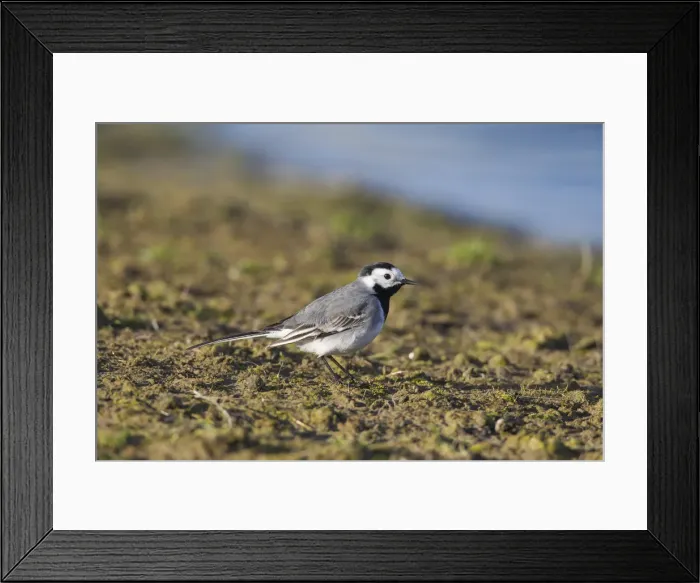 Framed Print : Picture No. 11992314 Framed Print : Picture No. 11992314