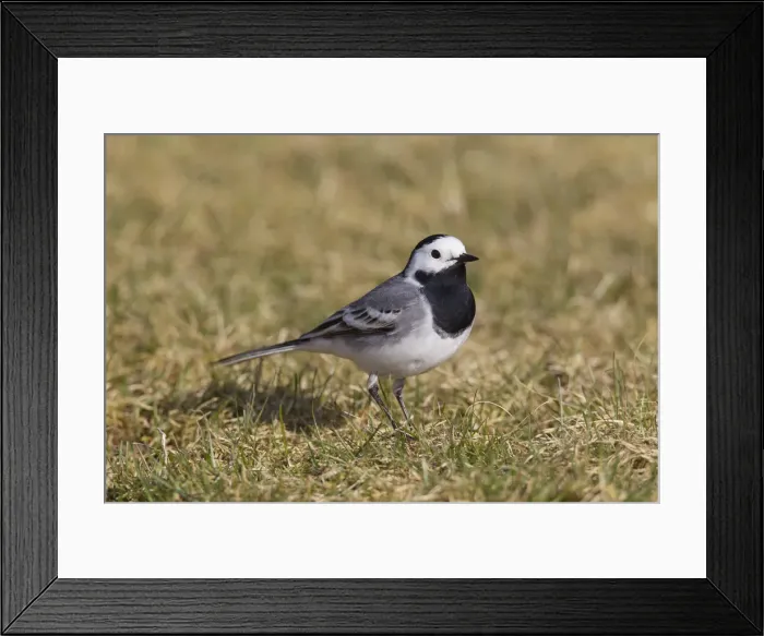 Framed Print : Picture No. 11992316 Framed Print : Picture No. 11992316
