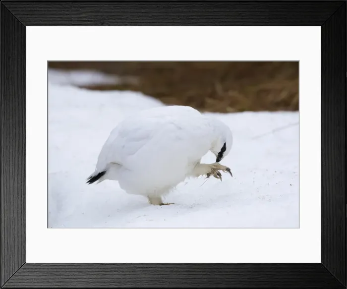 Framed Print : Picture No. 11992317