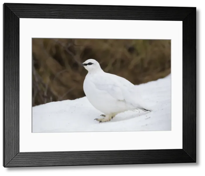 Framed Print : Picture No. 11992318 Framed Print : Picture No. 11992318