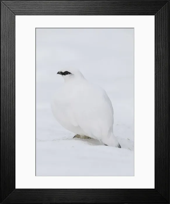 Framed Print : Picture No. 11992319 Framed Print : Picture No. 11992319