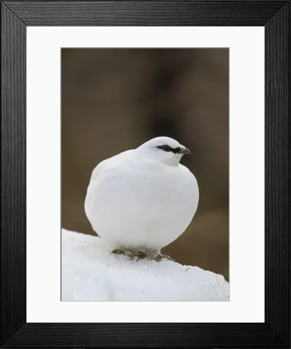 Framed Print : Picture No. 11992320 Framed Print : Picture No. 11992320