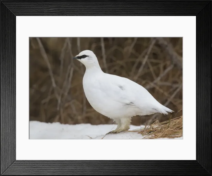 Framed Print : Picture No. 11992321 Framed Print : Picture No. 11992321