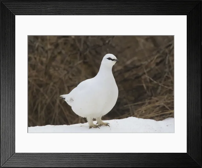 Framed Print : Picture No. 11992322 Framed Print : Picture No. 11992322