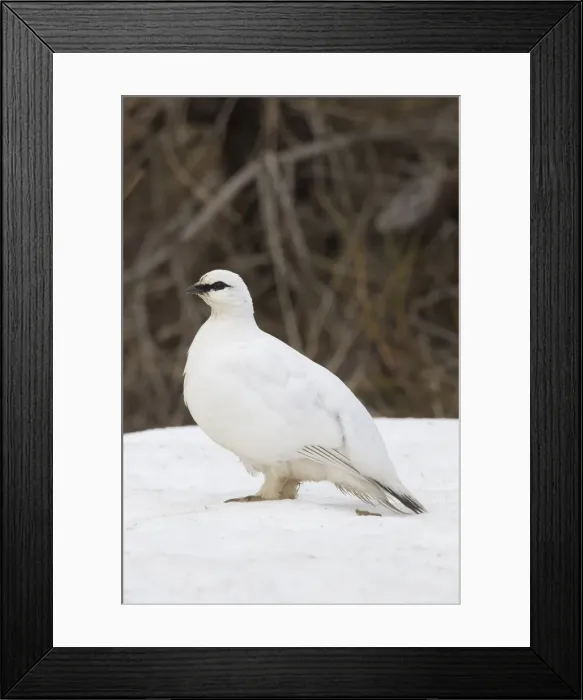 Framed Print : Picture No. 11992323 Framed Print : Picture No. 11992323