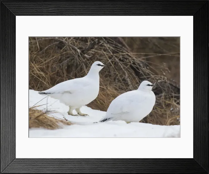 Framed Print : Picture No. 11992324 Framed Print : Picture No. 11992324