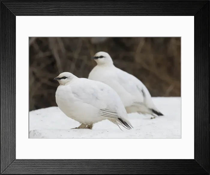 Framed Print : Picture No. 11992325 Framed Print : Picture No. 11992325