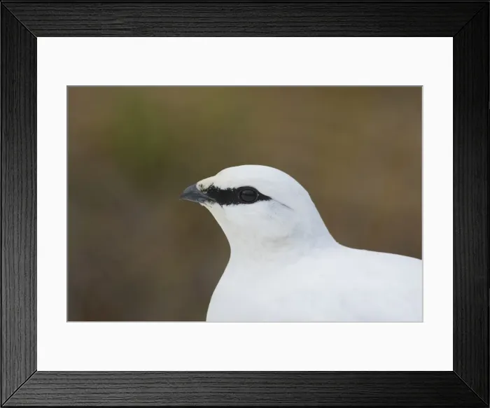 Framed Print : Picture No. 11992326 Framed Print : Picture No. 11992326