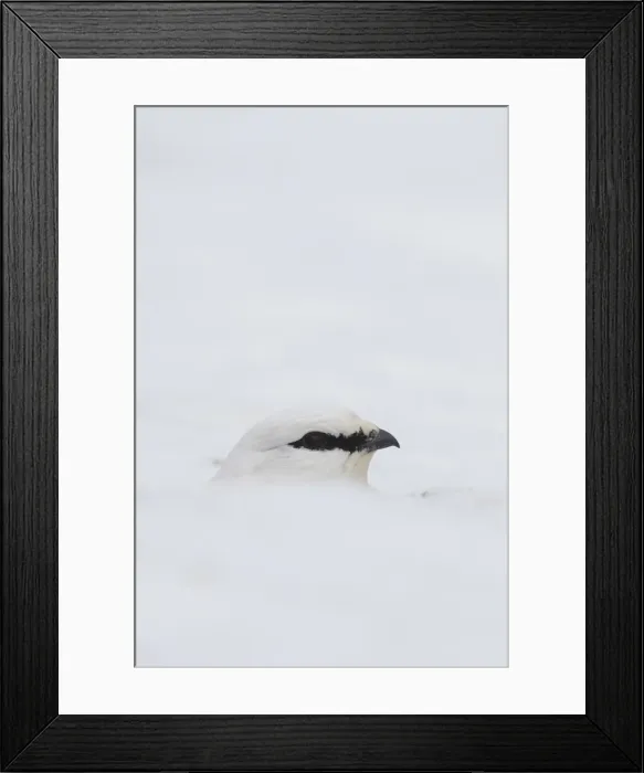 Framed Print : Picture No. 11992327 Framed Print : Picture No. 11992327