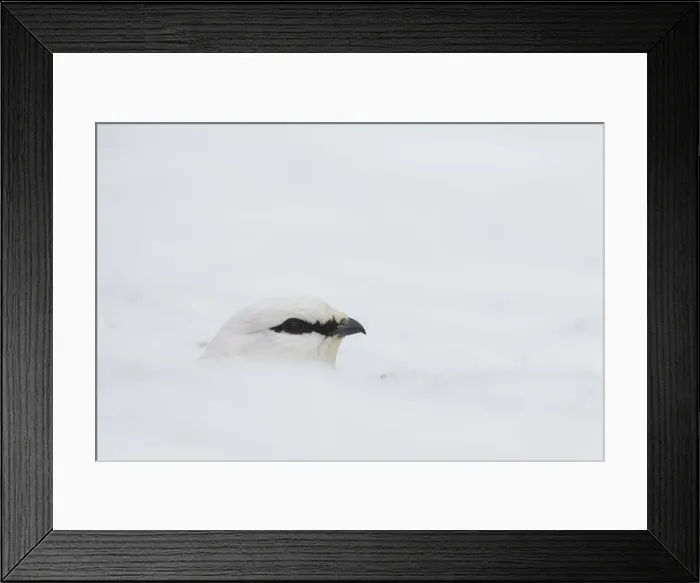 Framed Print : Picture No. 11992328 Framed Print : Picture No. 11992328