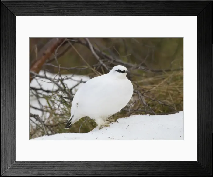 Framed Print : Picture No. 11992330 Framed Print : Picture No. 11992330