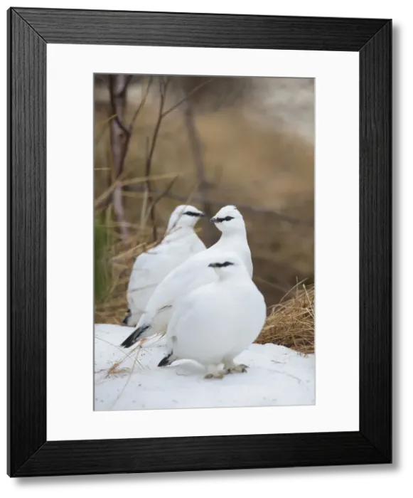 Framed Print : Picture No. 11992331 Framed Print : Picture No. 11992331
