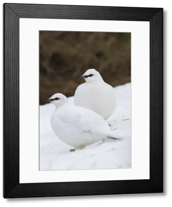Framed Print : Picture No. 11992332 Framed Print : Picture No. 11992332
