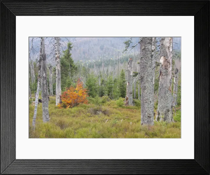 Framed Print : Picture No. 11992333 Framed Print : Picture No. 11992333