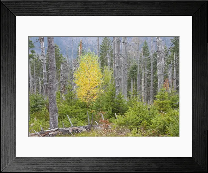 Framed Print : Picture No. 11992334 Framed Print : Picture No. 11992334