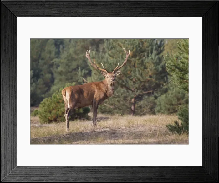 Framed Print : Picture No. 11992335 Framed Print : Picture No. 11992335