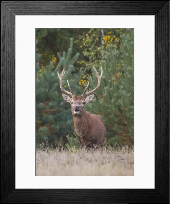 Framed Print : Picture No. 11992336 Framed Print : Picture No. 11992336