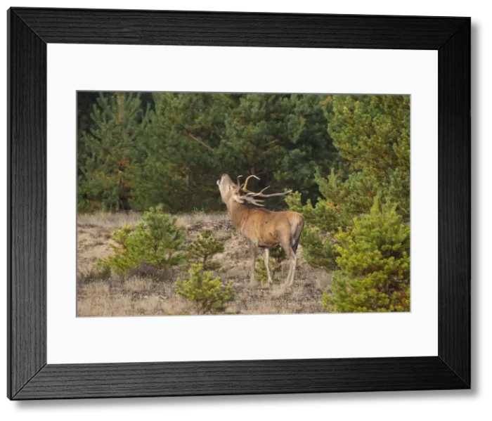 Framed Print : Picture No. 11992337 Framed Print : Picture No. 11992337