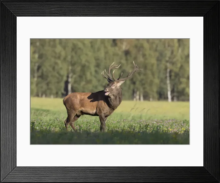 Framed Print : Picture No. 11992338 Framed Print : Picture No. 11992338