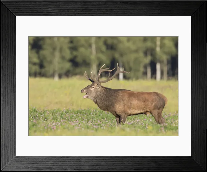 Framed Print : Picture No. 11992339 Framed Print : Picture No. 11992339
