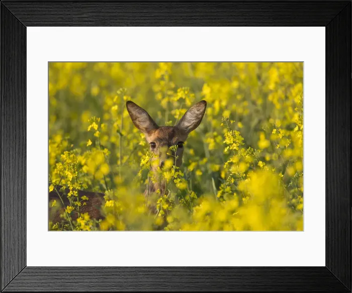 Framed Print : Picture No. 11992343 Framed Print : Picture No. 11992343