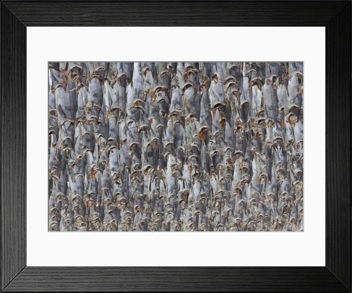 Framed Print : Picture No. 11992349 Framed Print : Picture No. 11992349