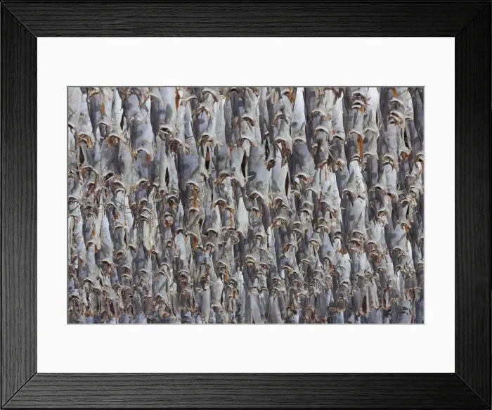Framed Print : Picture No. 11992350 Framed Print : Picture No. 11992350