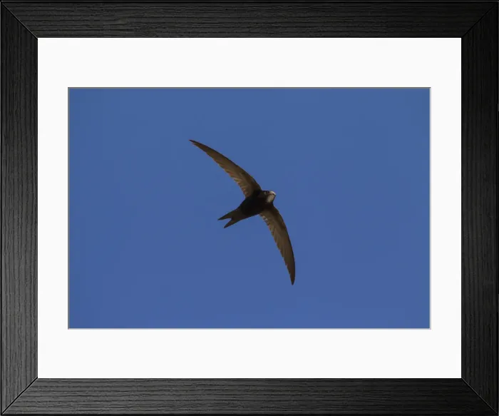 Framed Print : Picture No. 11992357 Framed Print : Picture No. 11992357