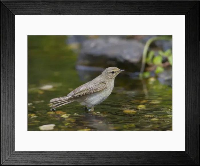 Framed Print : Picture No. 11992363 Framed Print : Picture No. 11992363