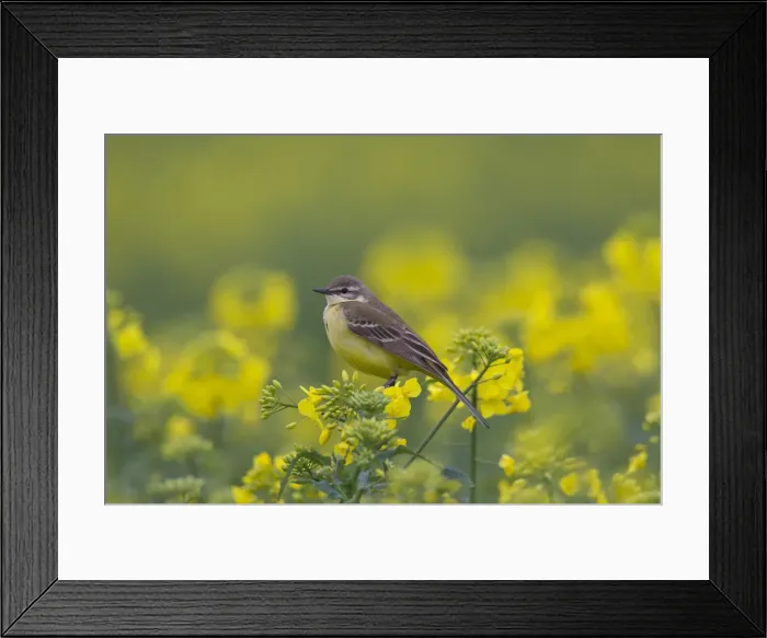 Framed Print : Picture No. 11992364 Framed Print : Picture No. 11992364