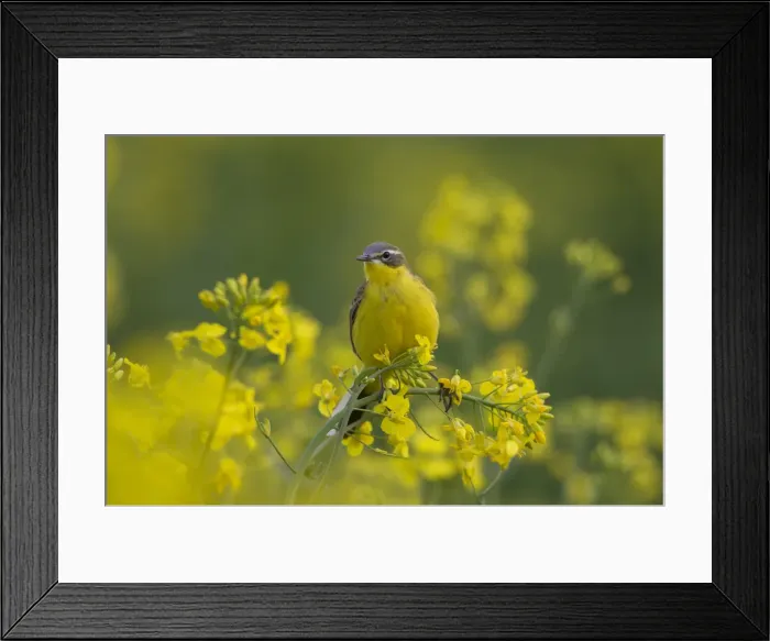 Framed Print : Picture No. 11992365 Framed Print : Picture No. 11992365