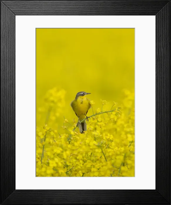 Framed Print : Picture No. 11992366 Framed Print : Picture No. 11992366