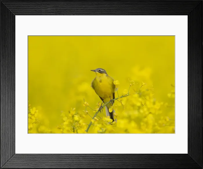 Framed Print : Picture No. 11992367 Framed Print : Picture No. 11992367