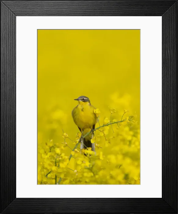 Framed Print : Picture No. 11992368 Framed Print : Picture No. 11992368