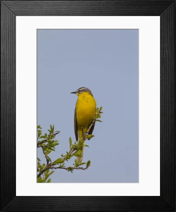 Framed Print : Picture No. 11992369 Framed Print : Picture No. 11992369