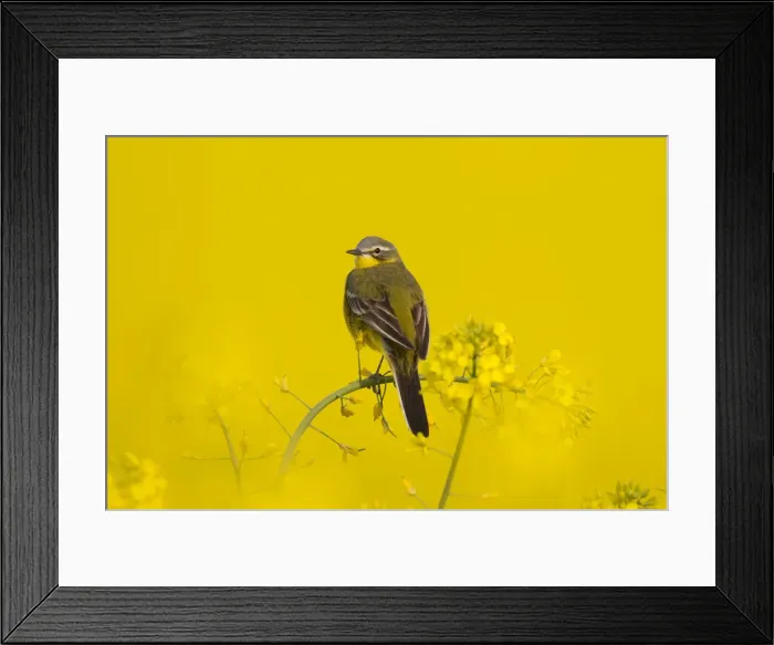 Framed Print : Picture No. 11992370 Framed Print : Picture No. 11992370