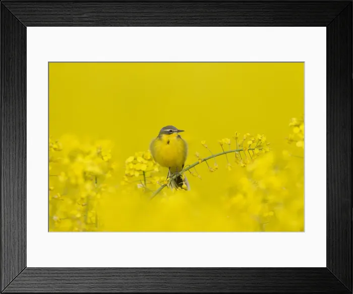 Framed Print : Picture No. 11992371 Framed Print : Picture No. 11992371