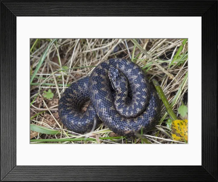 Framed Print : Picture No. 11992380 Framed Print : Picture No. 11992380