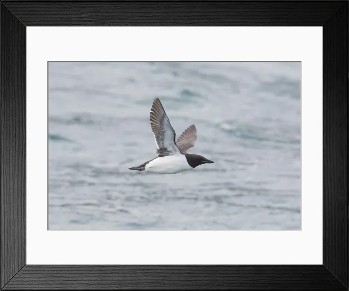 Framed Print : Picture No. 11992383 Framed Print : Picture No. 11992383