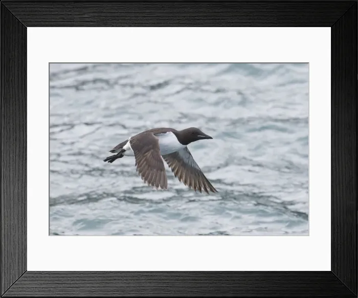 Framed Print : Picture No. 11992384 Framed Print : Picture No. 11992384