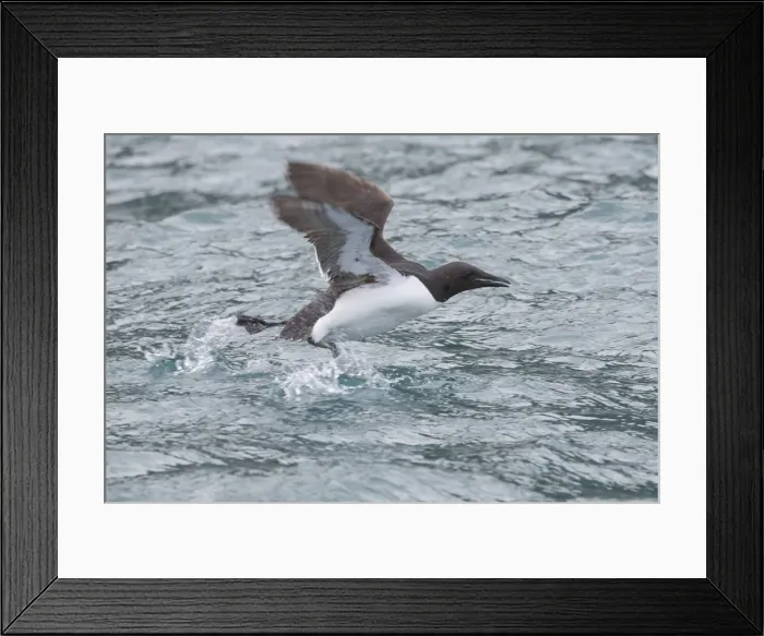Framed Print : Picture No. 11992385 Framed Print : Picture No. 11992385