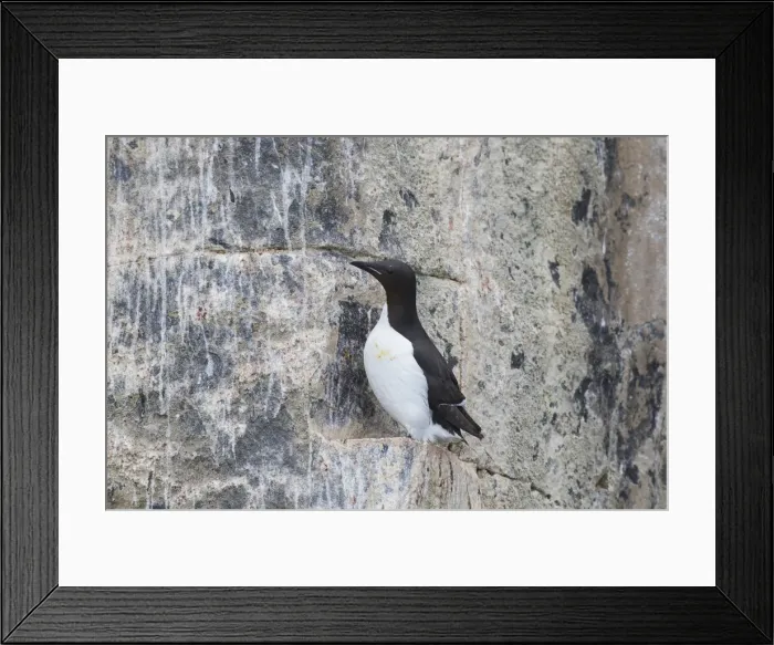 Framed Print : Picture No. 11992386 Framed Print : Picture No. 11992386