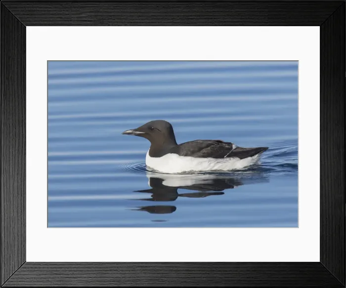 Framed Print : Picture No. 11992391 Framed Print : Picture No. 11992391