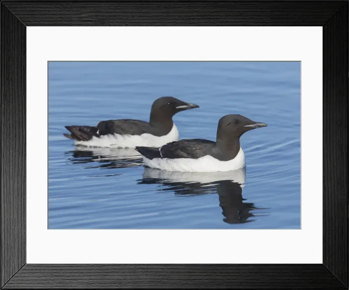 Framed Print : Picture No. 11992392 Framed Print : Picture No. 11992392