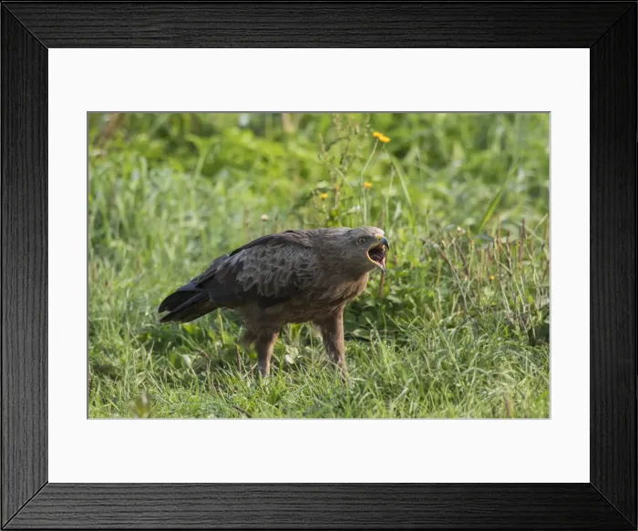 Framed Print : Picture No. 11992400 Framed Print : Picture No. 11992400