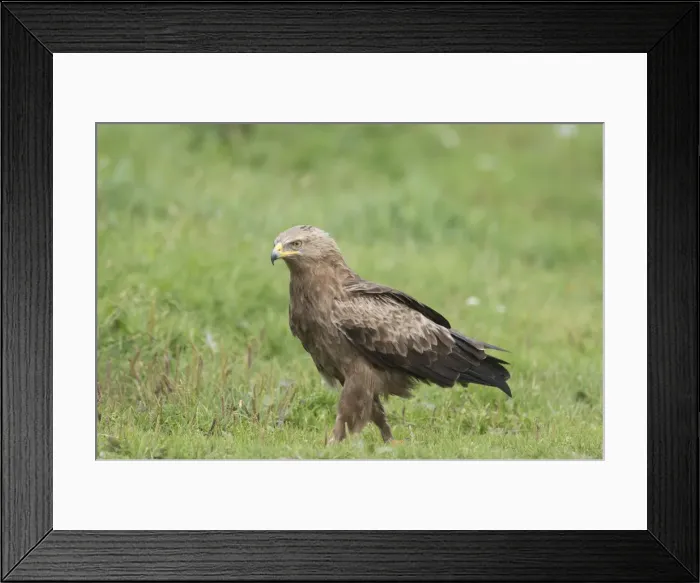 Framed Print : Picture No. 11992401 Framed Print : Picture No. 11992401