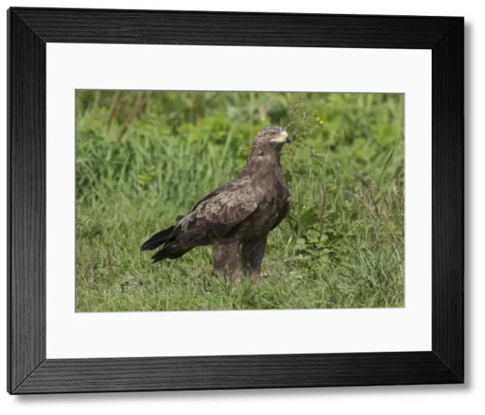 Framed Print : Picture No. 11992402 Framed Print : Picture No. 11992402