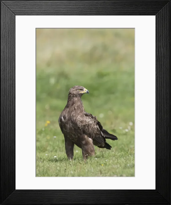 Framed Print : Picture No. 11992403 Framed Print : Picture No. 11992403